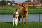 Cattle on the Fens